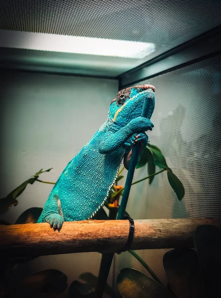 Fantastic View Chameleon — Stock Photo, Image
