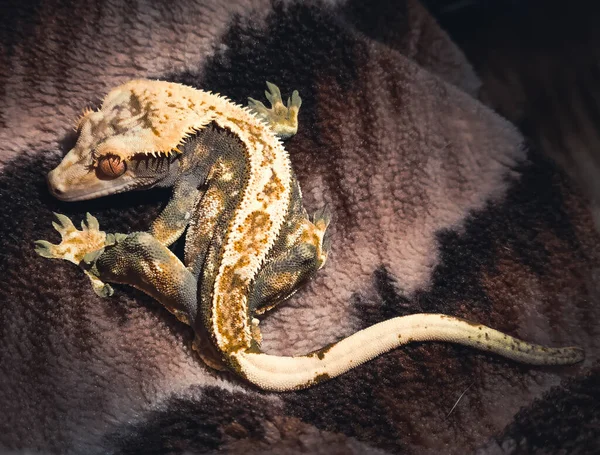 Mina Vackra Spridda Geckor Terrariurm — Stockfoto