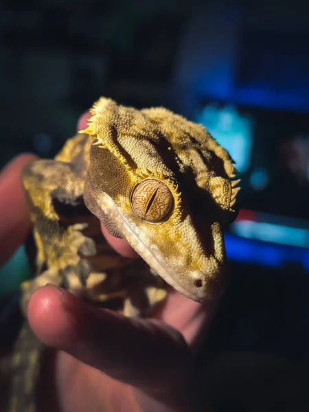 Kauniit Geckoni Terrariurmissa — kuvapankkivalokuva