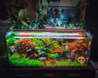 Güzel akvaryumumun manzarası