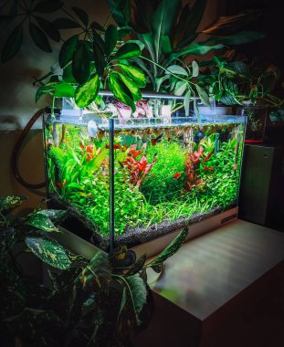 Güzel akvaryumumun manzarası