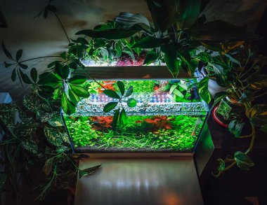 Güzel akvaryumumun manzarası