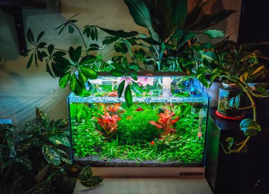 Güzel akvaryumumun manzarası