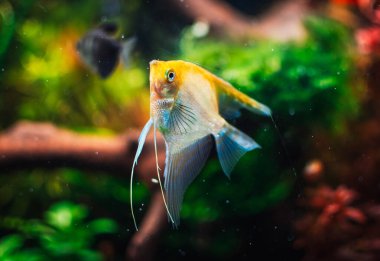 Tankımdaki pterofilyum kabuğu.