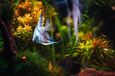 Tankımdaki pterofilyum kabuğu.