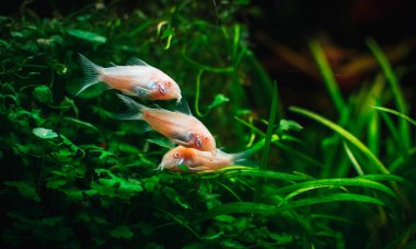 Tankımda biraz corydoras var.