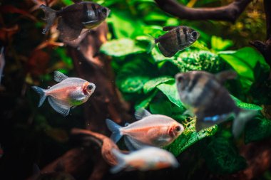 Akvaryumumda fantastik bir balık