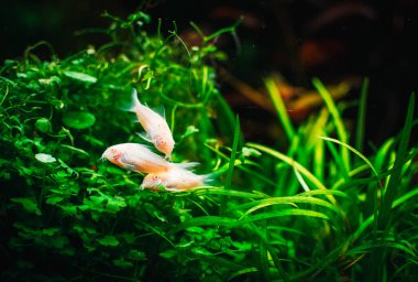 Tankımda biraz corydoras var.