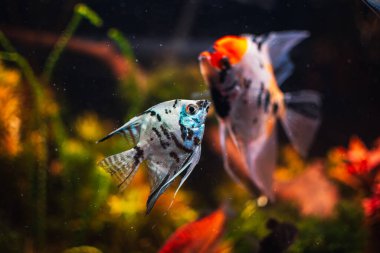 Tankımdaki pterofilyum kabuğu.