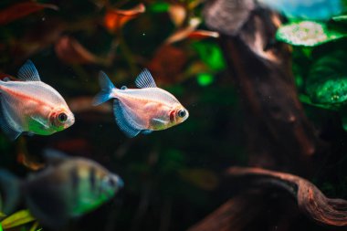Akvaryumumda fantastik bir balık