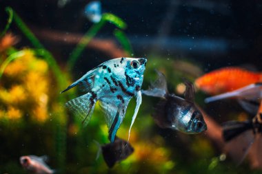 Tankımdaki pterofilyum kabuğu.