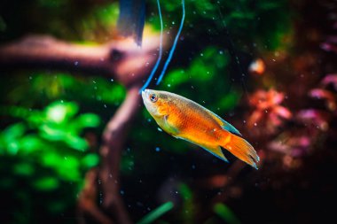 Güzel Macropodus operkülaris tankımda