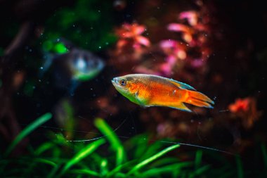 Güzel Macropodus operkülaris tankımda