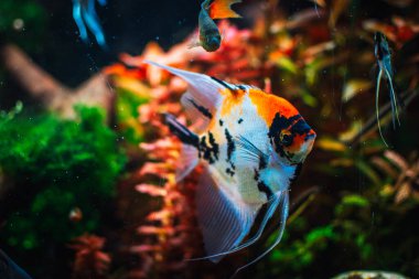 Tankımdaki pterofilyum kabuğu.