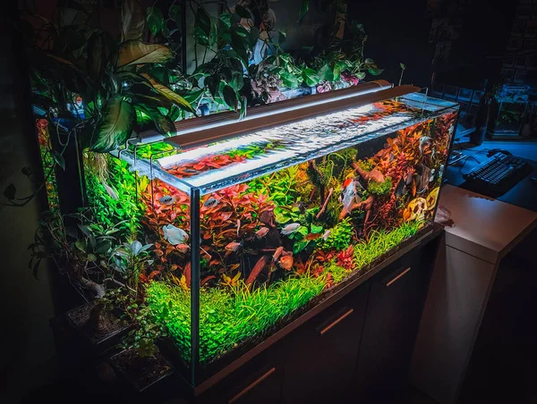 Uitzicht Mijn Prachtige Aquarium — Stockfoto