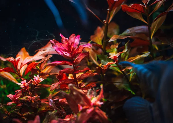 Blick Auf Mein Wunderschönes Aquarium — Stockfoto