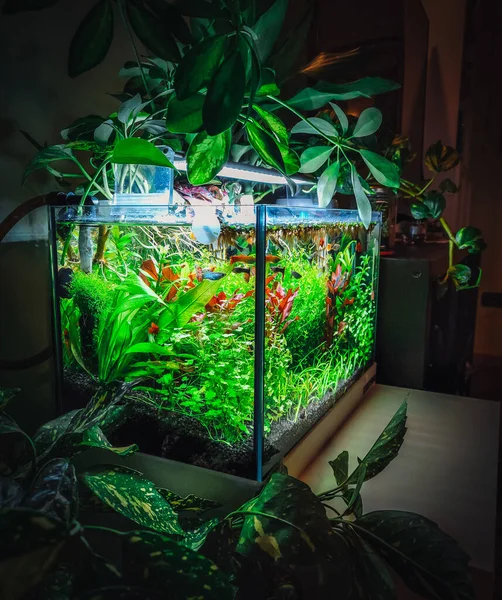 Över Mitt Vackra Akvarium — Stockfoto