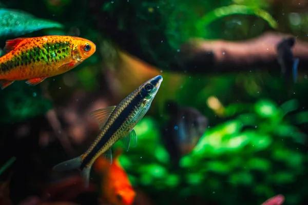 Akvaryumumda Fantastik Bir Balık — Stok fotoğraf