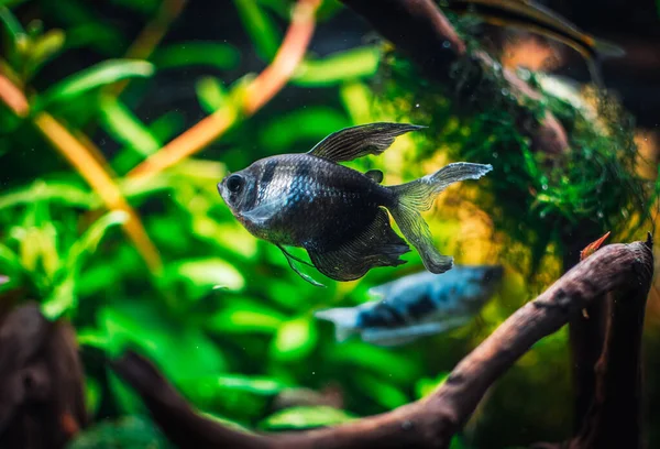 Ein Fantastischer Fisch Meinem Becken — Stockfoto