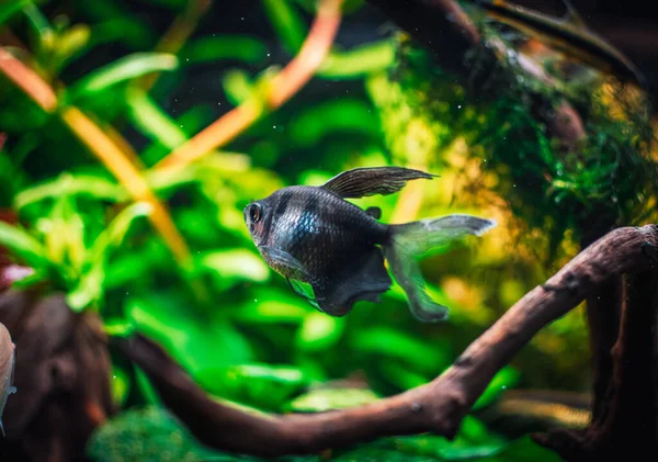 Akvaryumumda Fantastik Bir Balık — Stok fotoğraf
