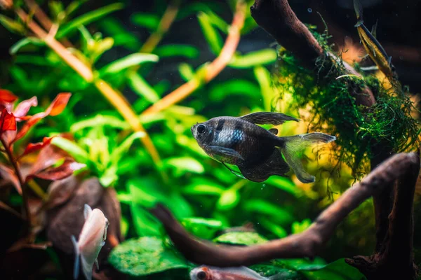 Ein Fantastischer Fisch Meinem Becken — Stockfoto