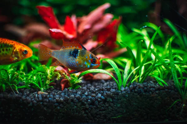 Fantastic Fish Tank — Stock Photo, Image