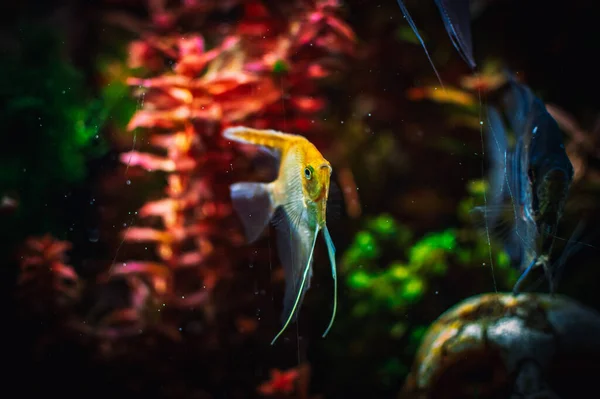 Pterophyllum Scalare Tank — Stock Photo, Image