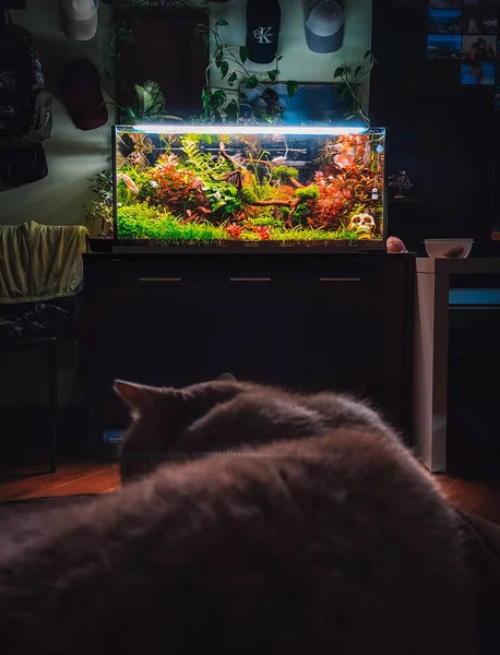 Näkymä Minun Kaunis Akvaario — kuvapankkivalokuva