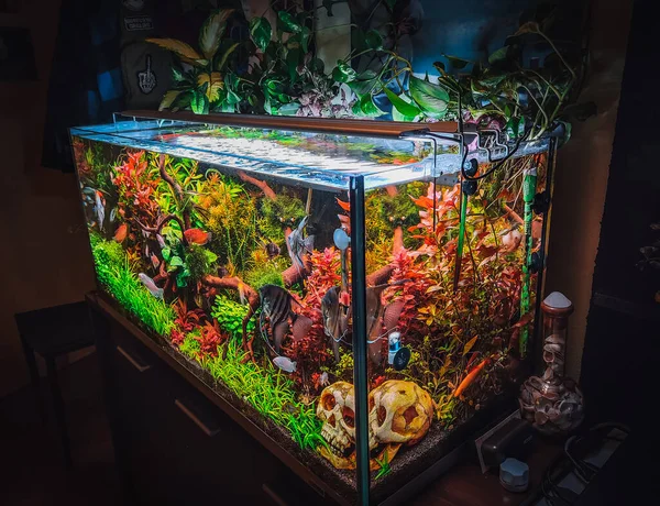 Blick Auf Mein Wunderschönes Aquarium lizenzfreie Stockbilder