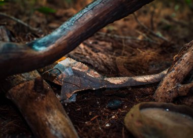 Benim güzel armalı kertenkelelerim.