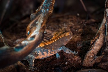 Benim güzel armalı kertenkelelerim.