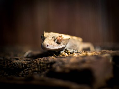 Benim güzel armalı kertenkelelerim.