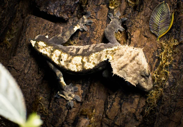 Hermosa Cresta Gecko —  Fotos de Stock