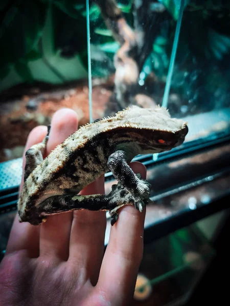 Meu Lindo Crested Gecko — Fotografia de Stock