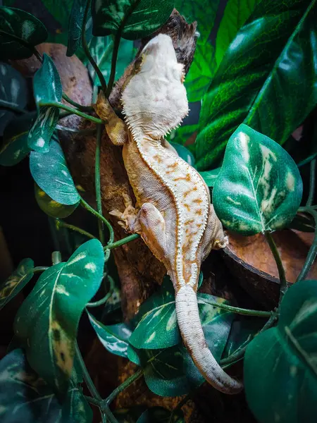 Hermosa Cresta Gecko — Foto de Stock