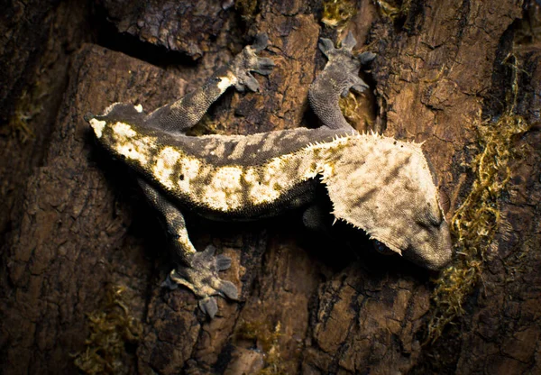 Meu Lindo Crested Gecko Imagens De Bancos De Imagens Sem Royalties