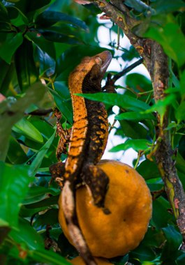 Benim güzel armalı kertenkelelerim.