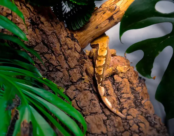 Mon Beau Gecko Crêpé — Photo