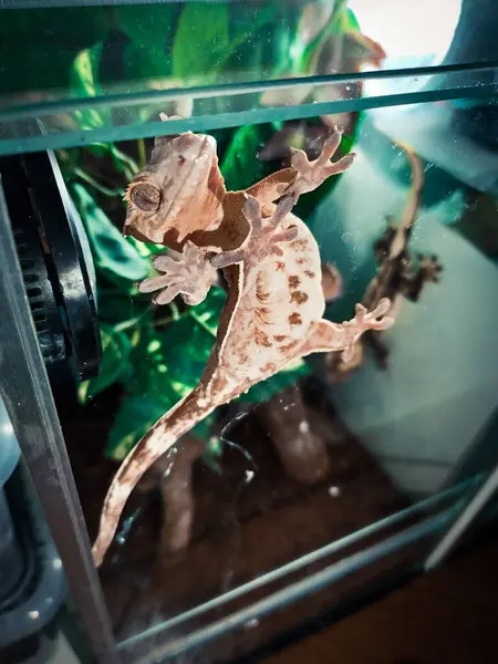 Mój Piękny Crested Gecko — Zdjęcie stockowe