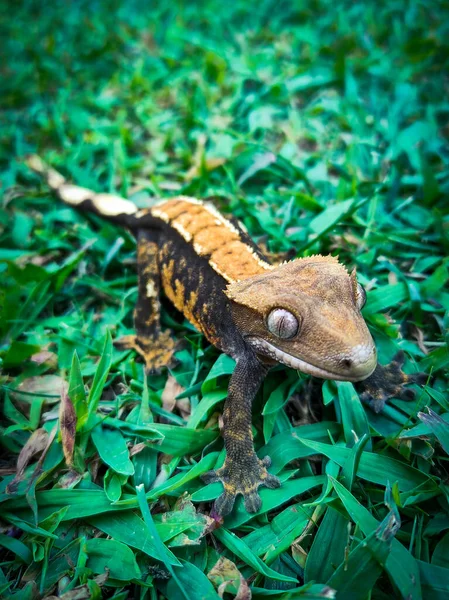 Beautifull Crested Gecko — Stock Photo, Image