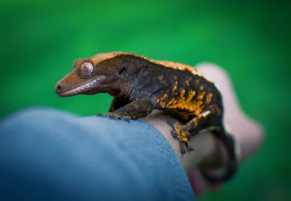 Beautifull Crested Gecko — Stock Photo, Image