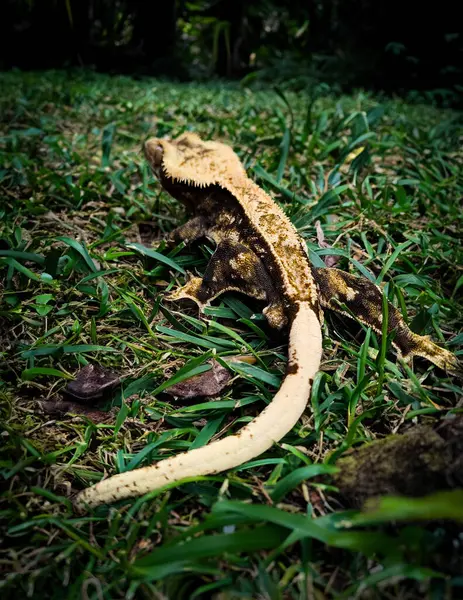 Meu Lindo Crested Gecko — Fotografia de Stock