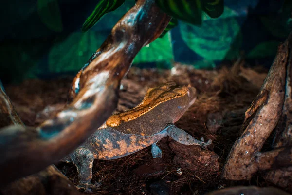 Hermosa Cresta Gecko Imagen de archivo