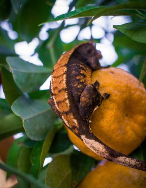 Benim güzel armalı kertenkelelerim.