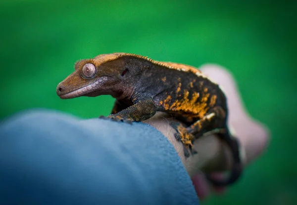 Hermosa Cresta Gecko — Foto de Stock