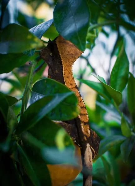 Mon Beau Gecko Crêpé — Photo