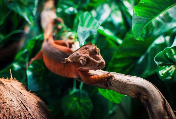 Min Vackra Crested Gecko — Stockfoto