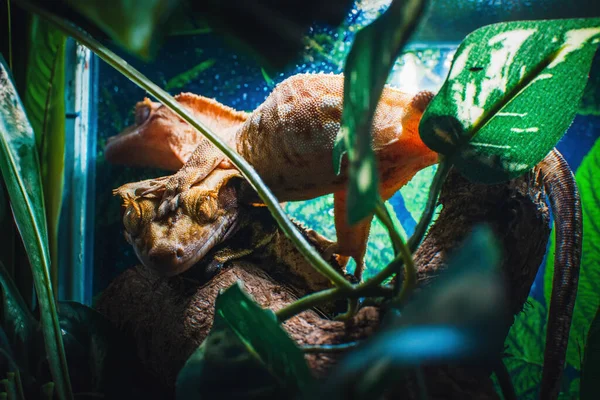 Mój Piękny Crested Gecko — Zdjęcie stockowe