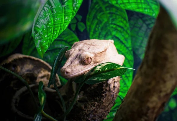 Min Vackra Crested Gecko — Stockfoto