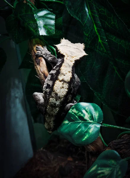 Meu Lindo Crested Gecko — Fotografia de Stock